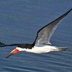 Black Skimmer